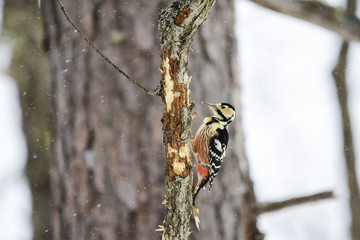 オオアカゲラ(White-backed Woodpecker)