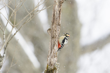 アカゲラ(Great Spotted Woodpecker)
