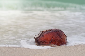 coconut last trip through the vast seas, it was eventually discovered that the tea can grow further.