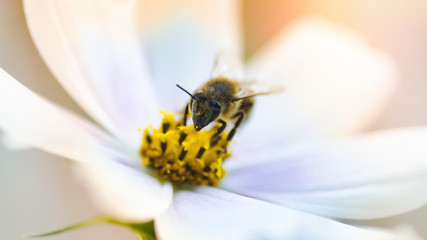 Beautiful nature background with flowers and a bee. Spring flowers. Beautiful blurred background.