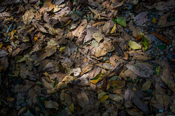 Leaves fall into the green and leaves withered in the fall.