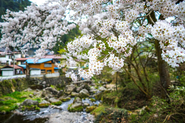 里山の桜