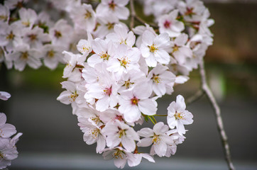 里山の桜