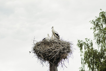 Family of storks in the nest