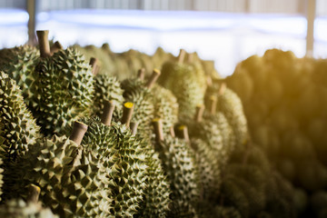 Durian with green thorns, beautifully laid out and with natural light.