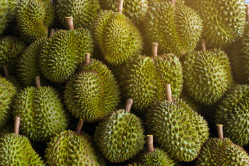 Fototapeta premium Durian with green thorns, beautifully laid out and with natural light.