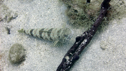 Dominica Caribbean West Indies Underwater Life