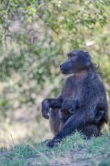 Emotional portrait of Monkey mother with her monkey baby