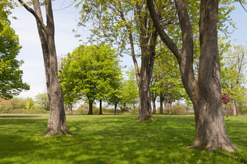 Obraz premium Green park is summer time