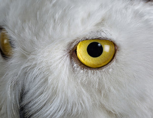 Fototapeta premium Taxidermy Snowy Owl On White Background