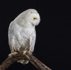 Obraz premium Taxidermy Snowy Owl On black Background