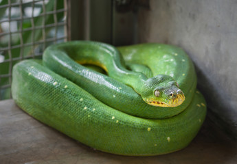 Green tree python (Morelia viridis) In the nick.