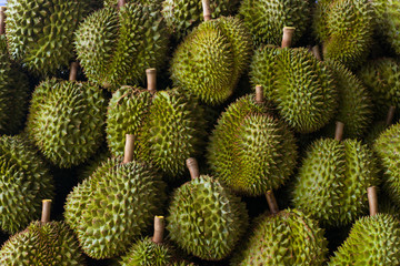 Fototapeta premium Durian with green thorns, beautifully laid out and with natural light.
