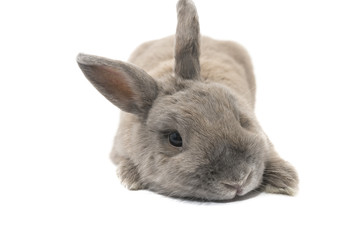 Decorative rabbit gray cute lying isolated on white background 