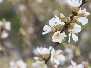 日差しを浴びた春の花