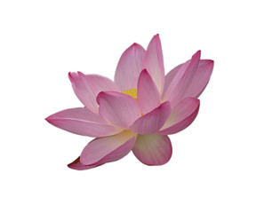 Bloomed lotus Flower