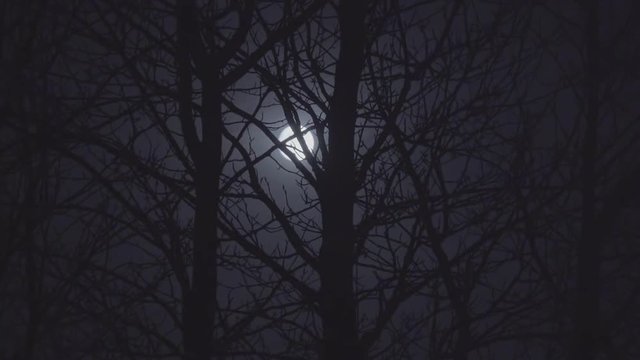 The Eerie Moon in the Woods