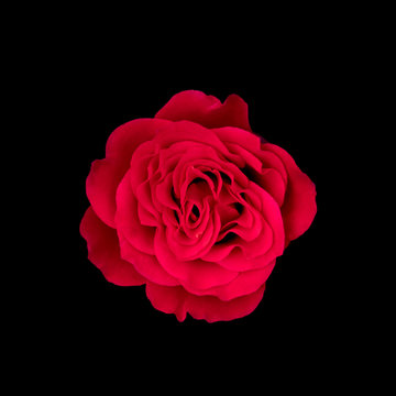 Red rose isolated on black background, Image dark tone