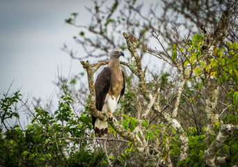 Hawk