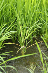 green leaf plant 