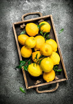 Naklejki Fresh lemons on a tray.