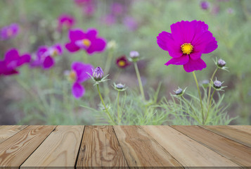 Cosmos pink  flowers behind the blurred with  wooden  Space.