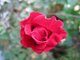 Obraz premium Red roses flower. Beautiful rose for Valentine’s Day. 