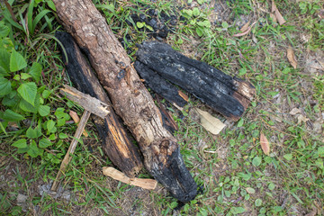 Firewood In the garden