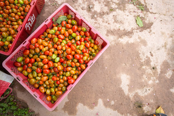 Fresh tomatoes, thailand
