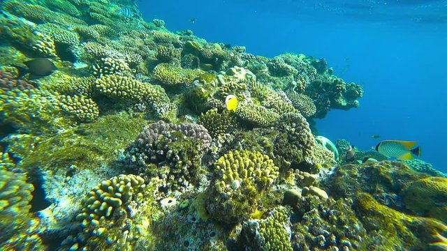 diving underwater around fish and corals