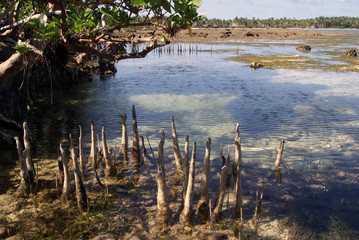 Mangrove in Siargao