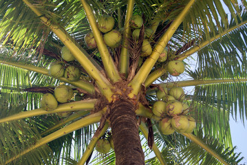 Fresh Coconuts for the Picking