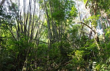 Fototapeta premium Bamboo jungle