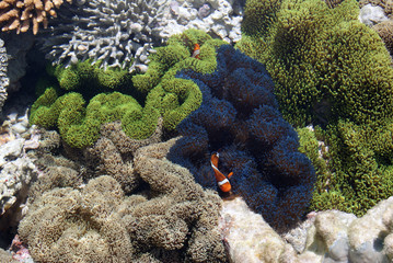 Anemone Fish Territory