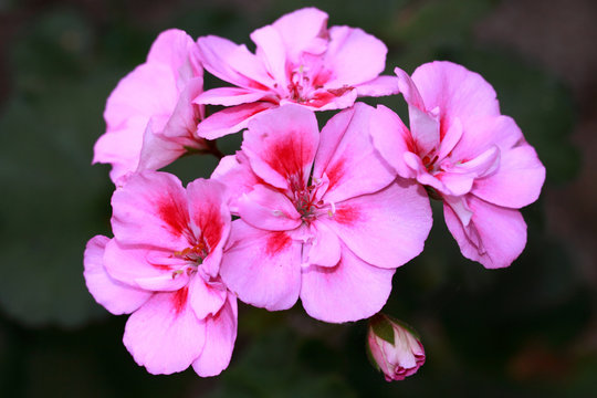 Pink geranium with dark red accents in the middle