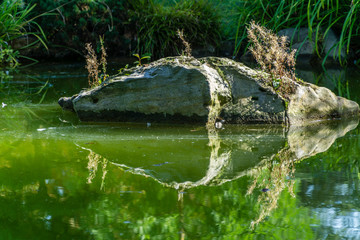 Rock in water