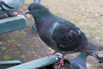 ベンチを歩く鳩