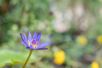 Lotus flower with sunlight on the afternoon  Lotus bloom  Beautiful Lotus purple lotus