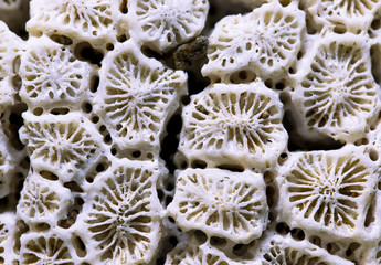 White coral texture macro photo. Sea coral structure closeup. Abstract macro background.