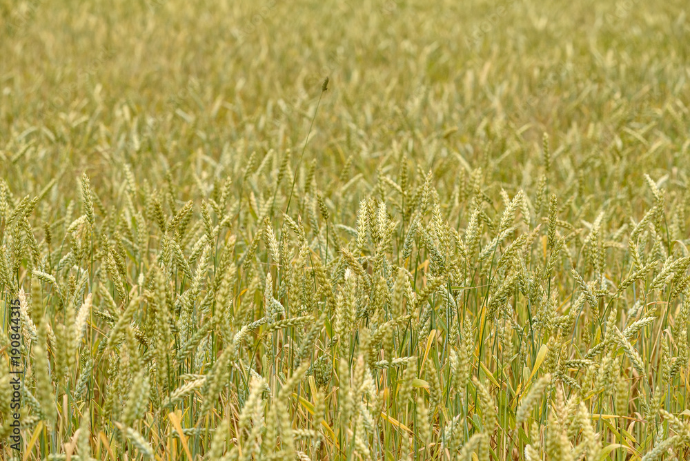 Wall mural wheat field.