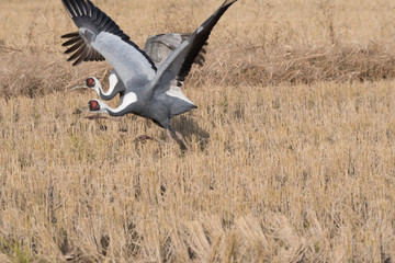 Family of White-naped Cranes Taking Off in Izumi, Kagoshima