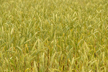 wheat field.