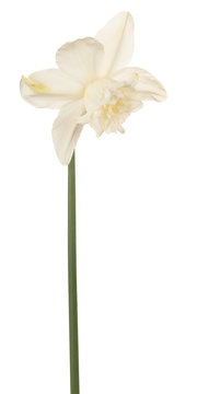 daffodil flower isolated