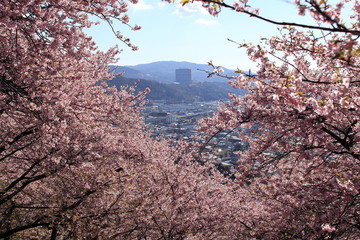 河津桜