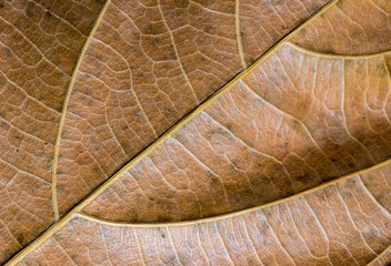 Yellow leaf closeup. Autumn leaf texture macro photo. Dry yellow leaf vein pattern.