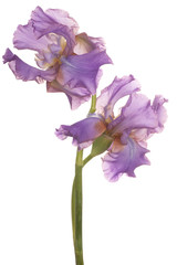 iris flower isolated