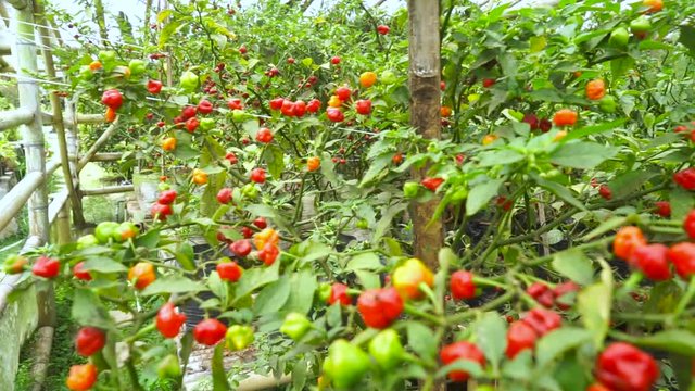 Video footage of chili tree in the garden with chilli ready to harvested