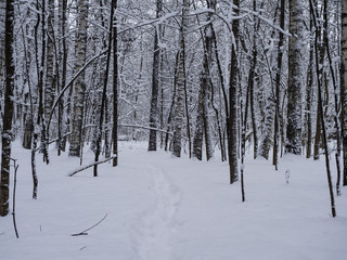 path in winter forest