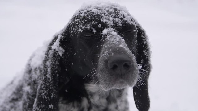 Dog muzzle in snow looks at you