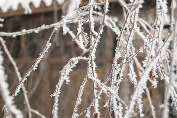 Branches of birch, covered with hoarfrost on a frosty day. Winter scene